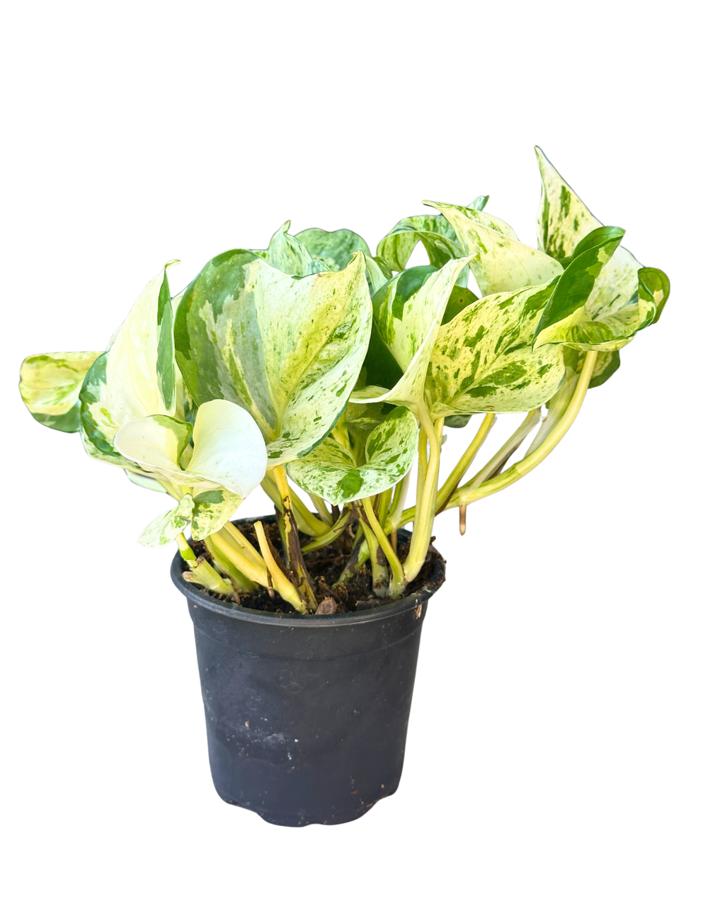 4" Pothos Manjula - Epipremnum Aureum Manjula – Wholesale