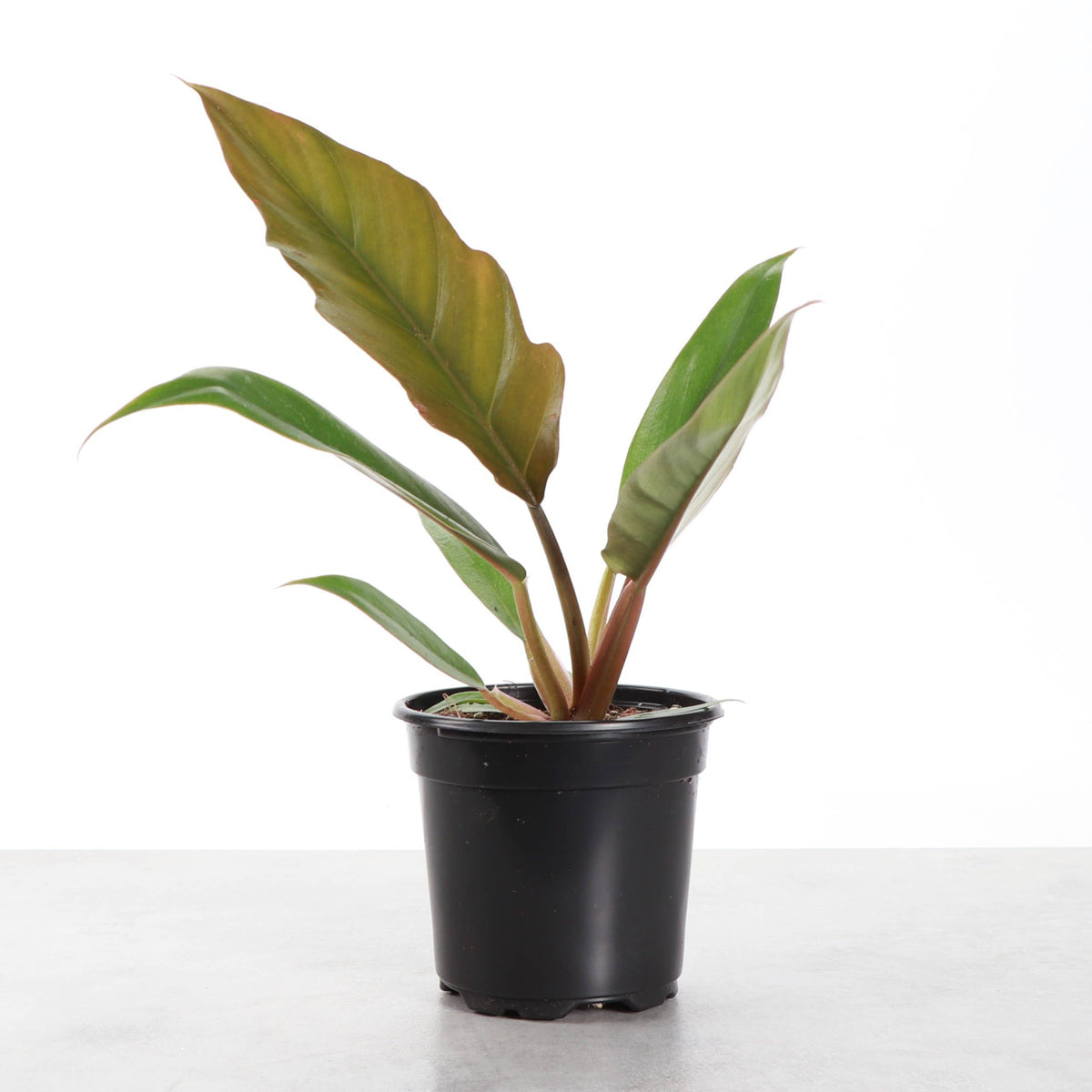Choco Empress Philodendron - 4" Live Plant