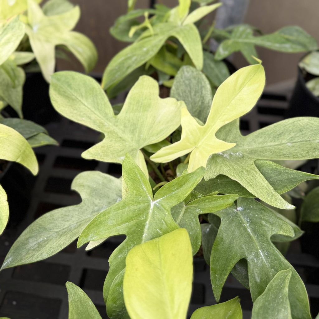 Florida Ghost Philodendron - 5.5" Live Plant - Rare Species