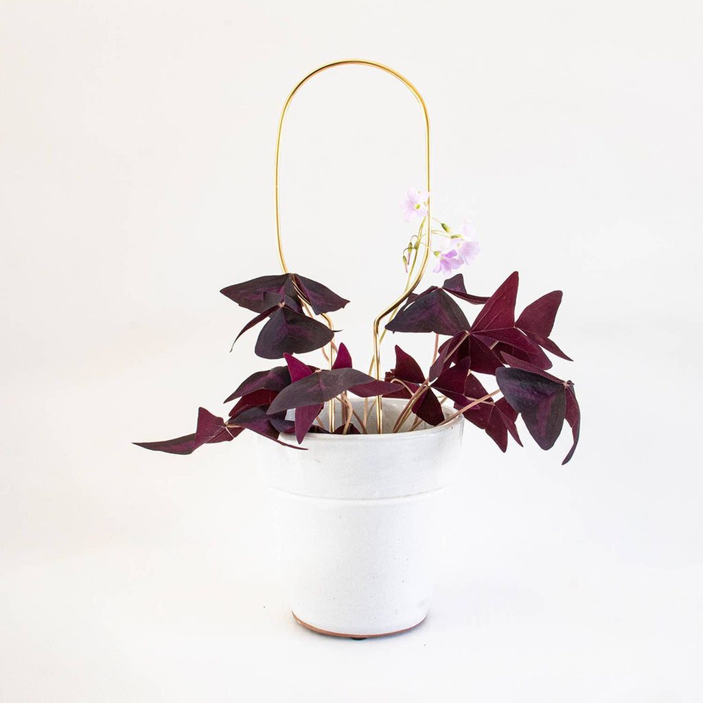 Mini Plant Stake from rust-proof metal - Hoop - Gold
