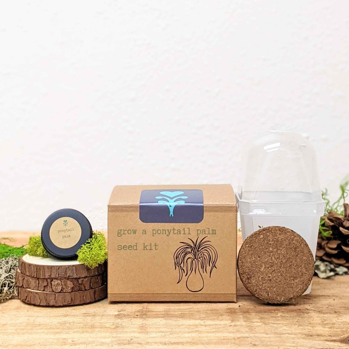 Grow a Ponytail Palm Seed Kit