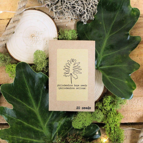 "Houseplant Buff" Houseplant Seed Collection