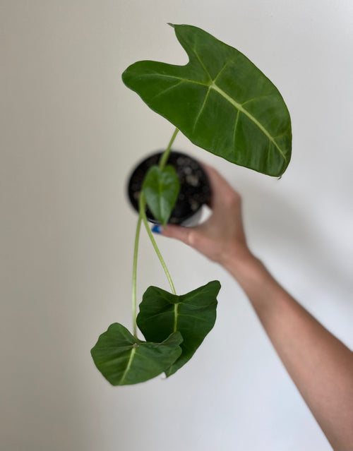 Alocasia Micholitziana 'Frydek'
