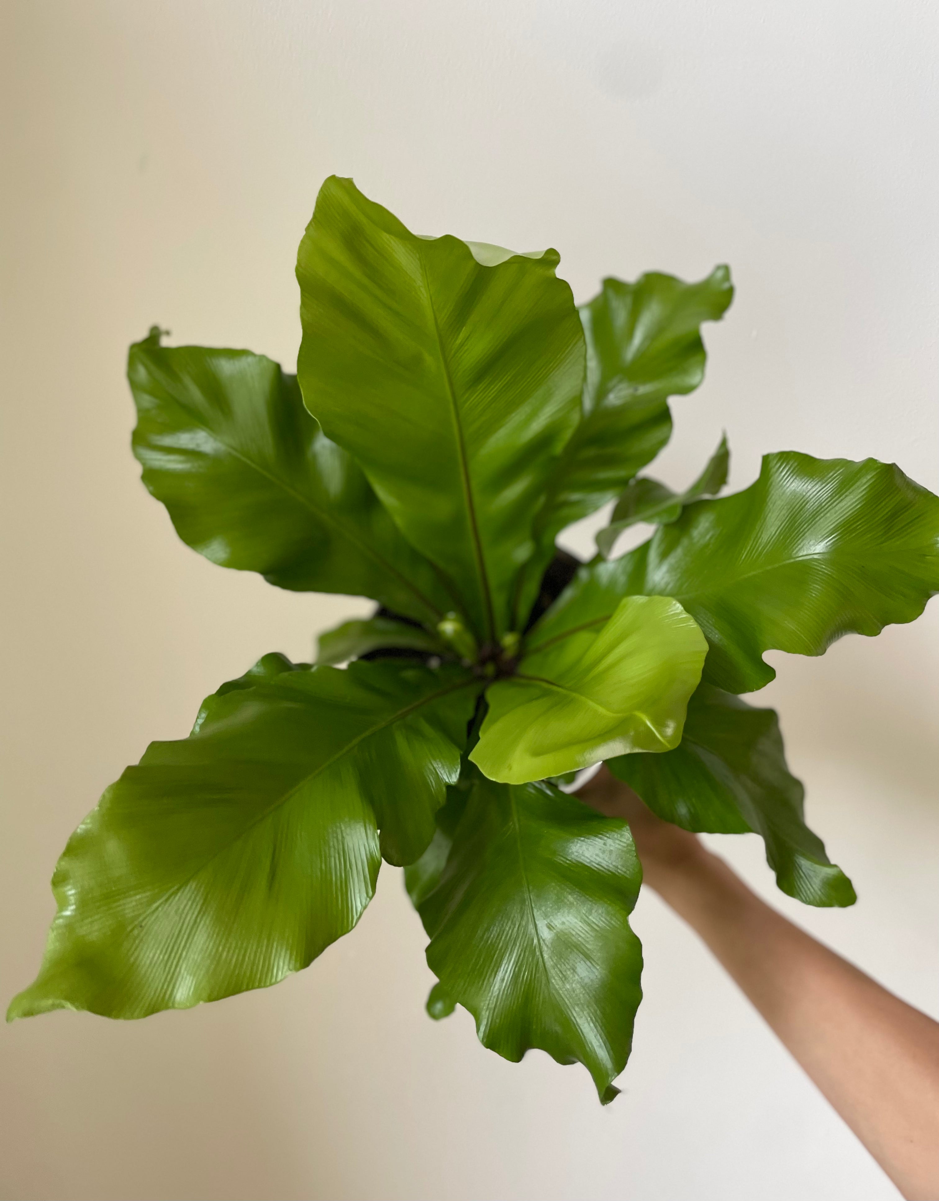 'Bird's Nest' Fern