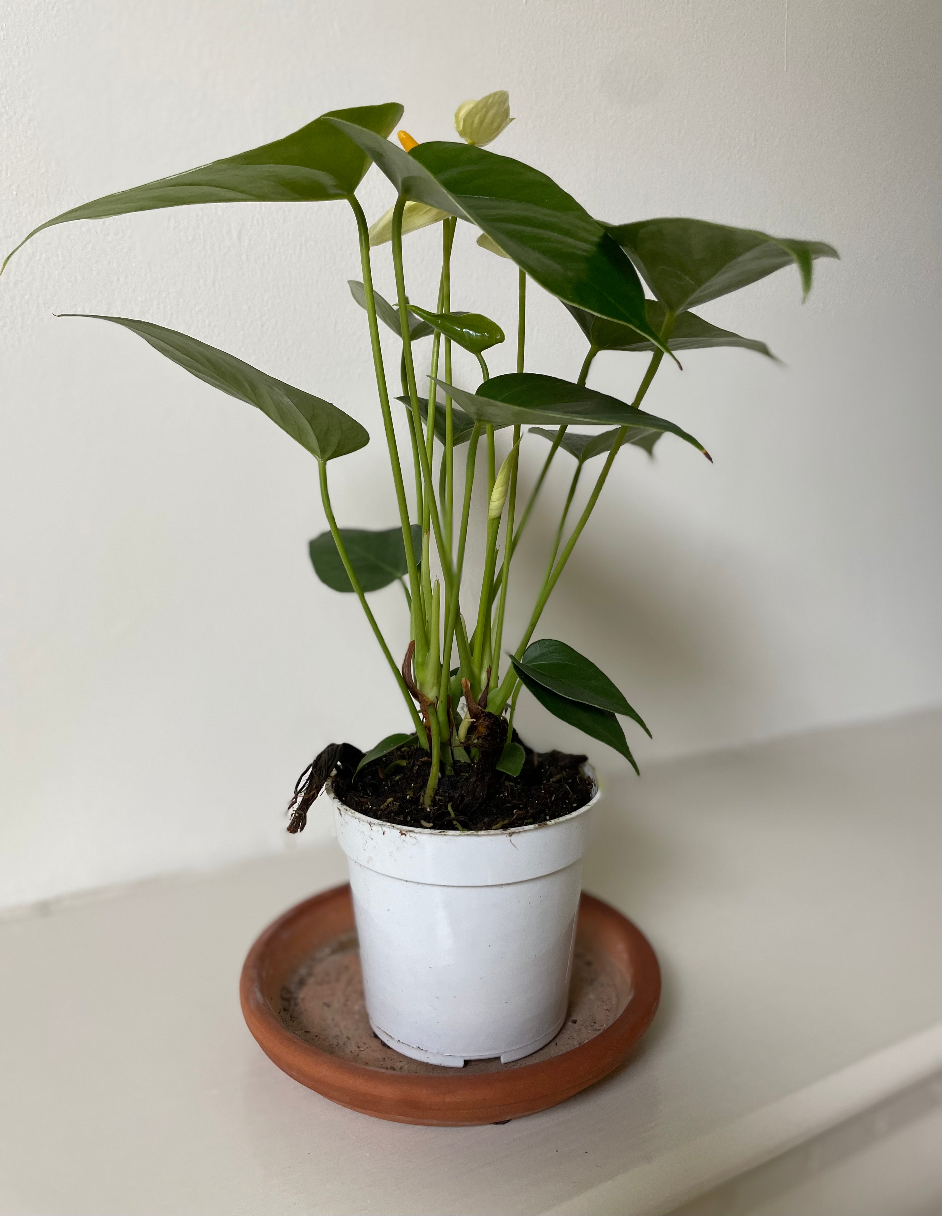 Anthurium 'White'