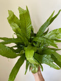 'Crocodile' Fern