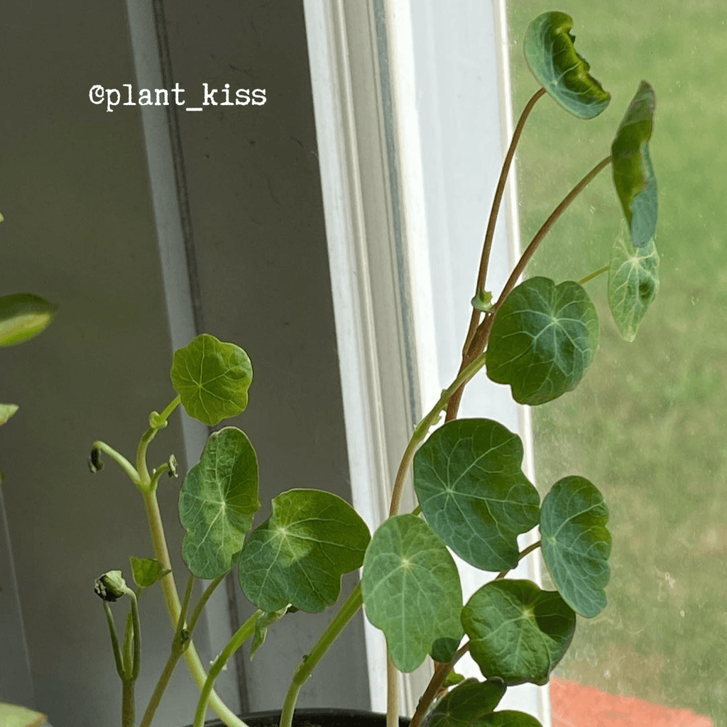 Nasturtium Seeds