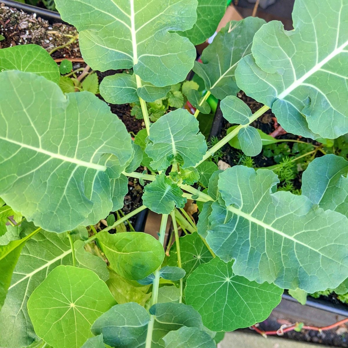 Organic Broccoli Seeds