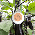 Organic Eggplant Seeds
