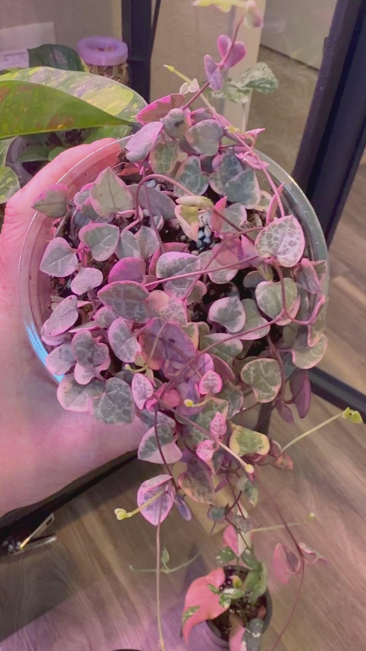 Variegated String of Hearts - 4" Live Plant