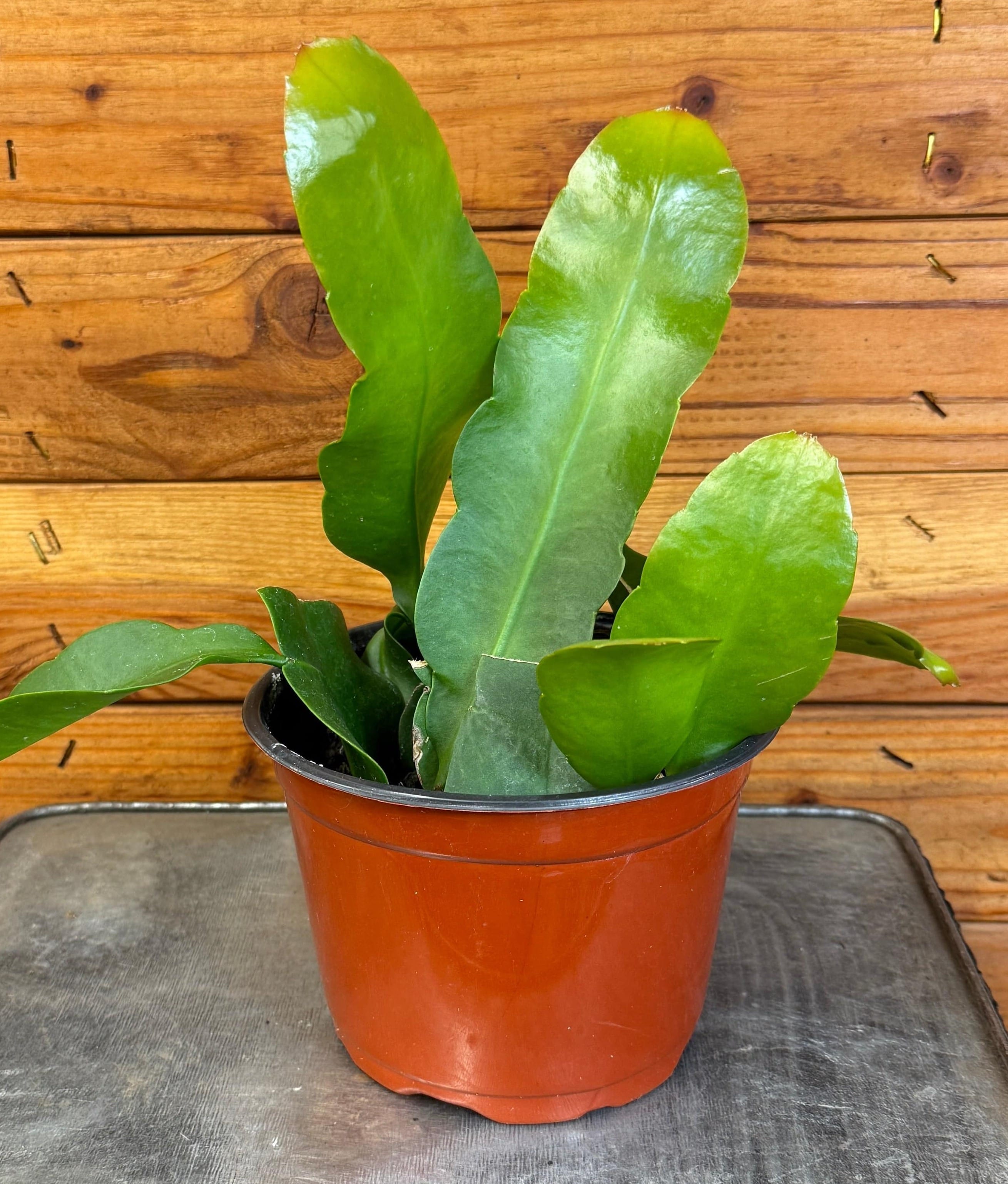Epiphyllum Queen of the Night, 6" Plant