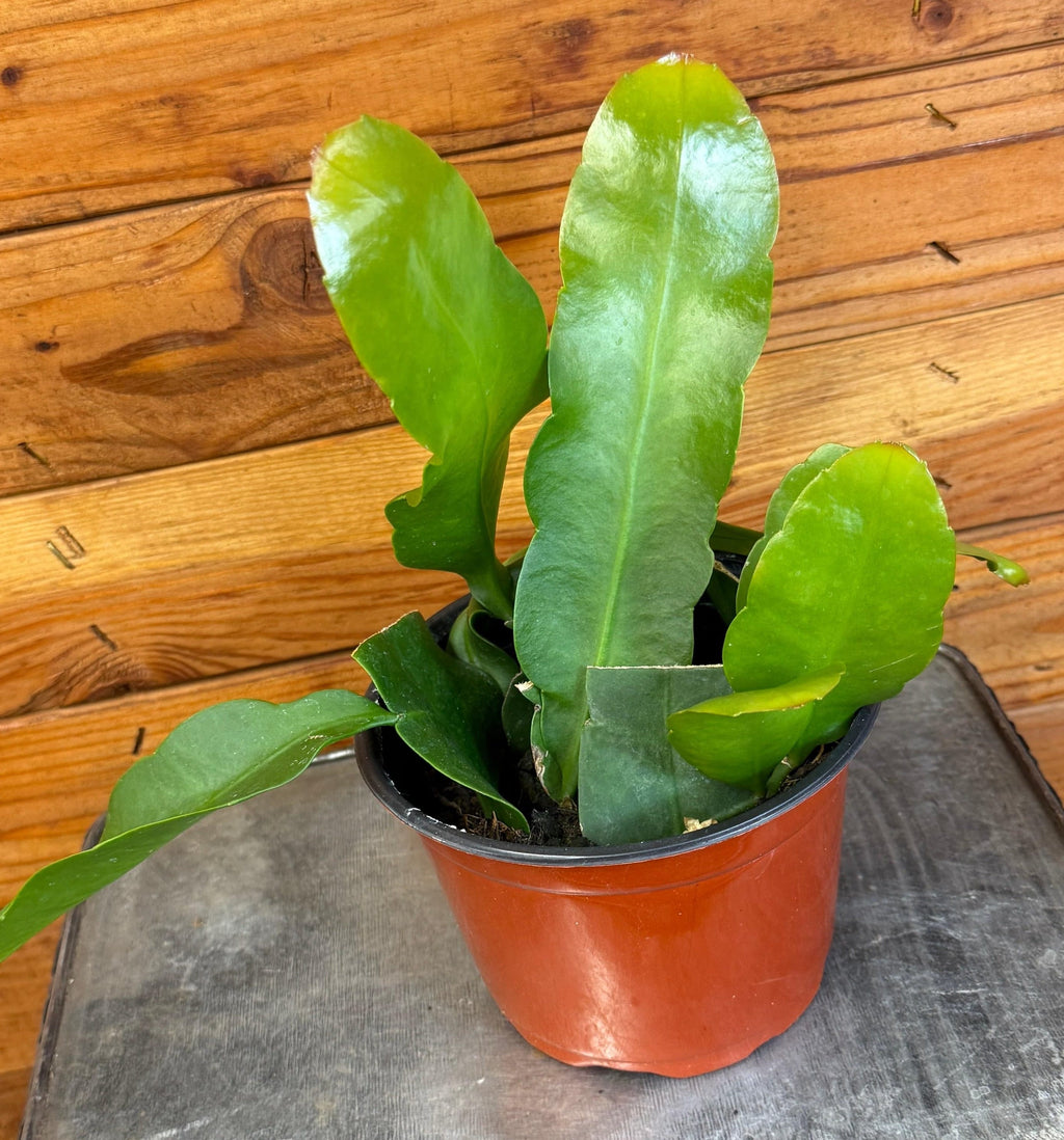 Epiphyllum Queen of the Night, 6" Plant