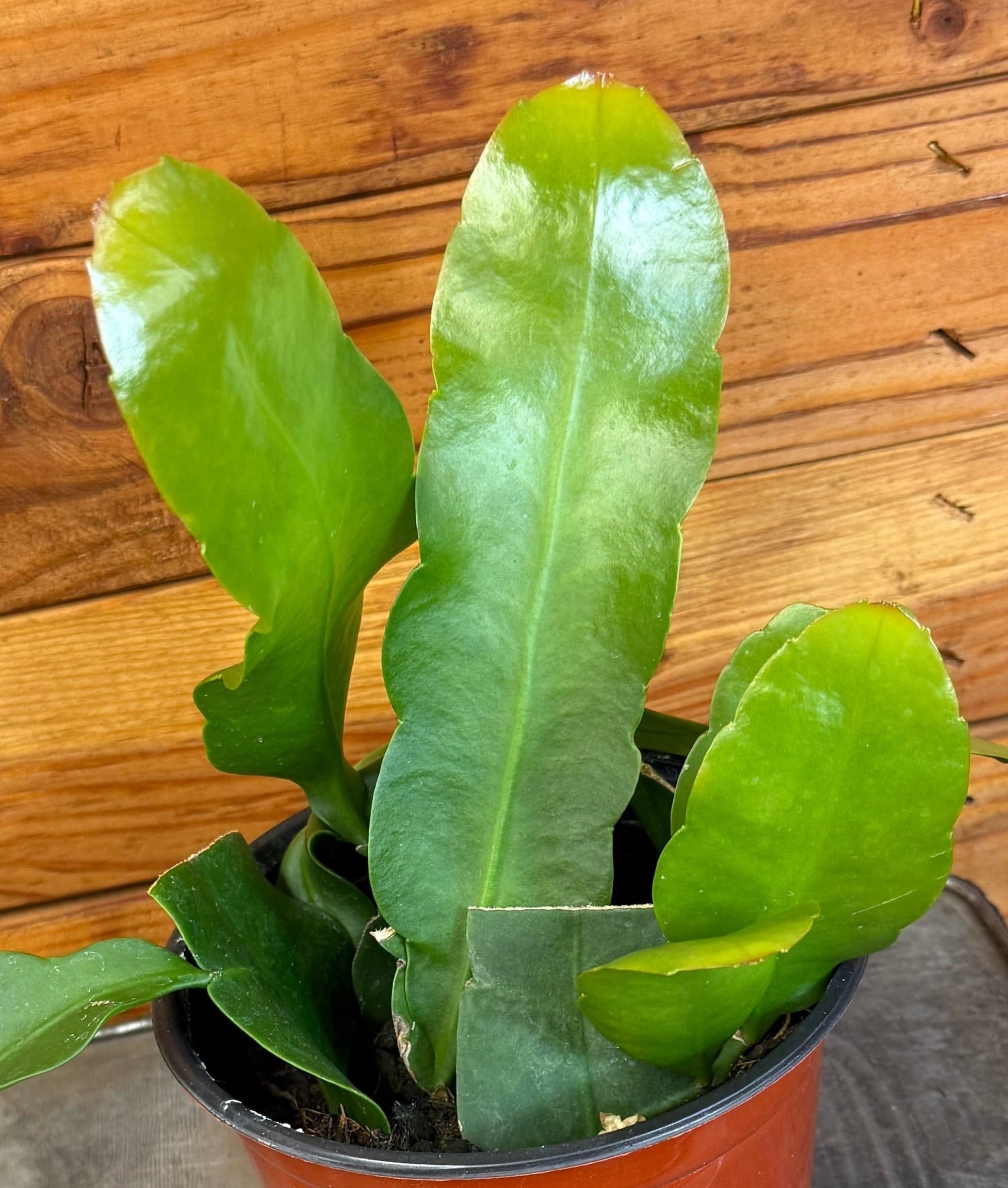 Epiphyllum Queen of the Night, 6" Plant