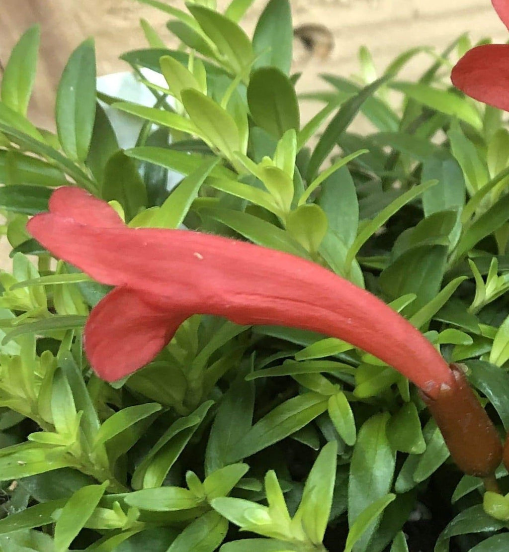 Aeschynanthus Lipstick Japhrolepis, 2" Plant