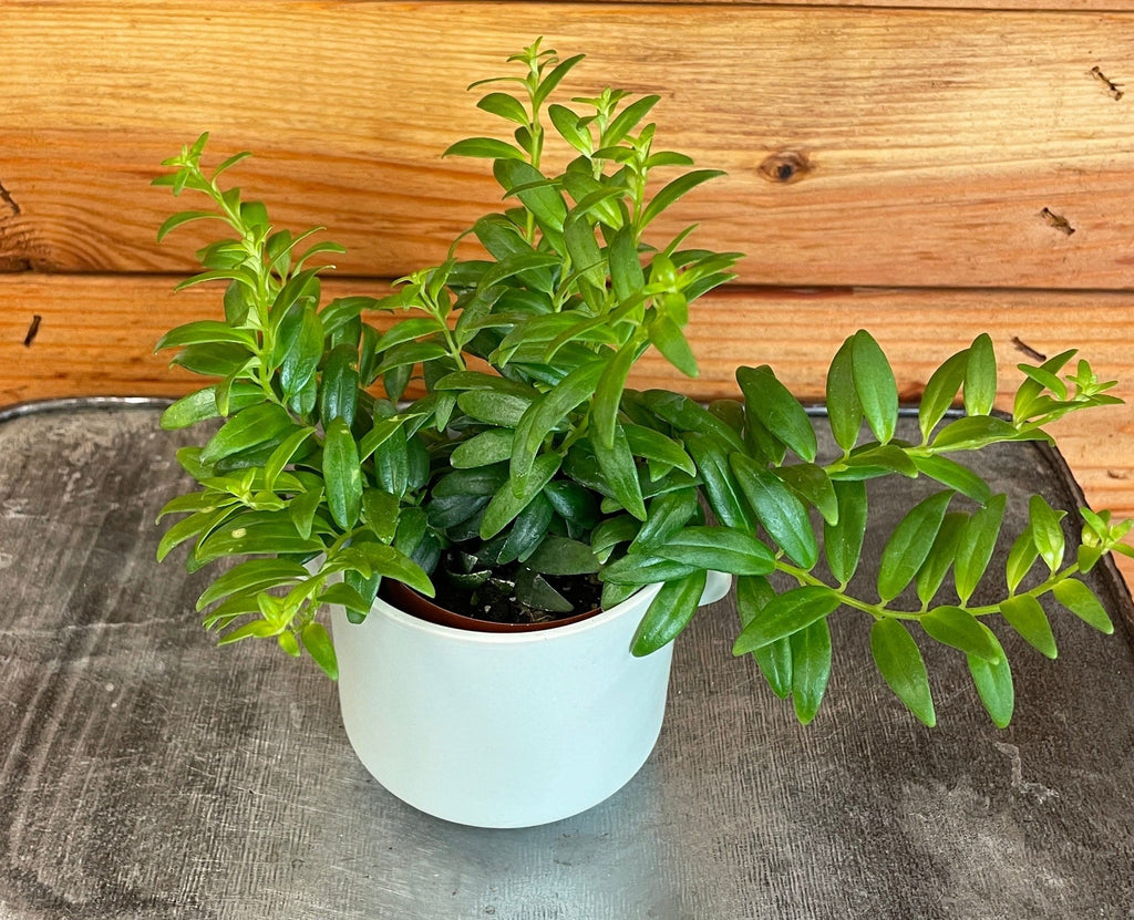 Aeschynanthus Lipstick Japhrolepis, 2" Plant