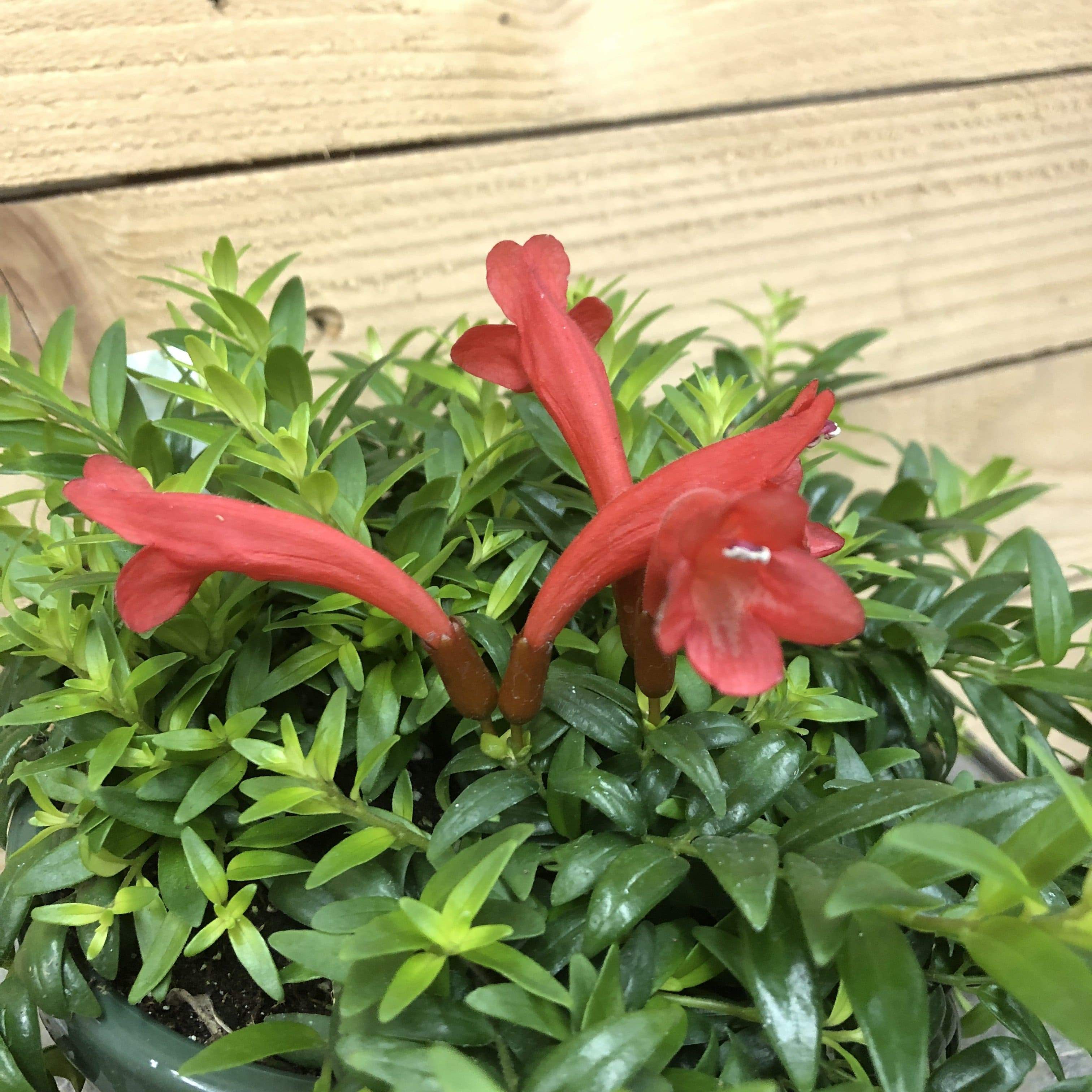 Aeschynanthus Lipstick Japhrolepis, Cuttings x5