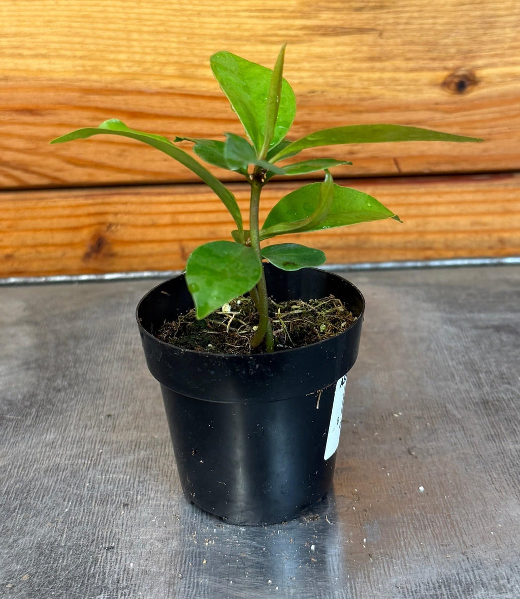 Ardisia humilis, 2" Plant