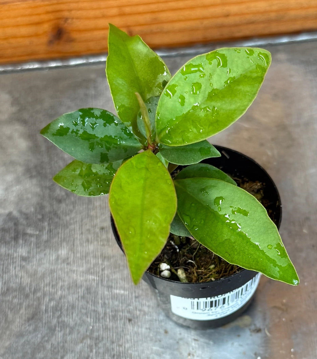 Ardisia humilis, 2" Plant