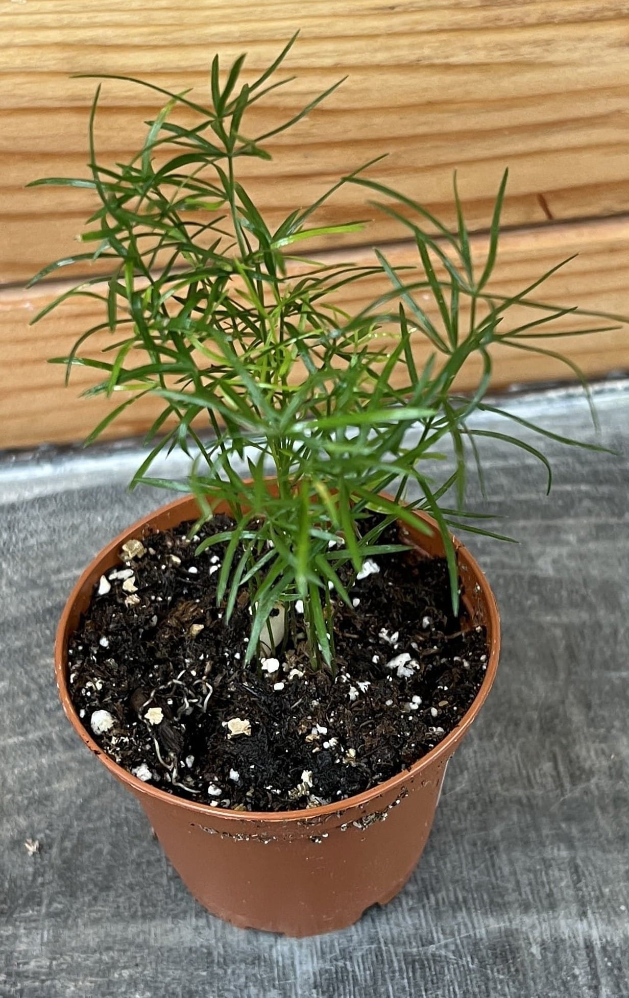 Asparagus Densiflorus Sprengeri Fern, 2" Plant
