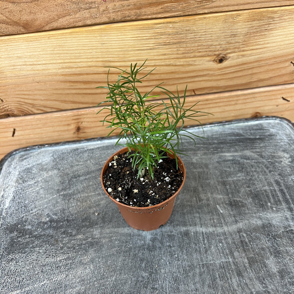 Asparagus Densiflorus Sprengeri Fern, 2" Plant