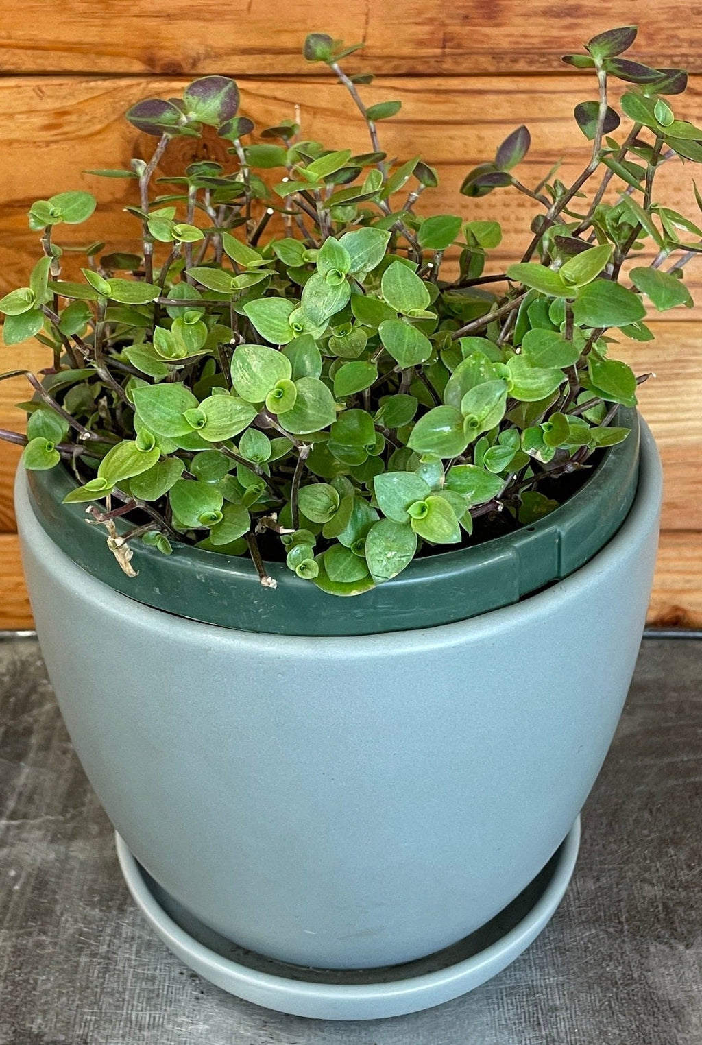 Callisia repens, 6" Plant