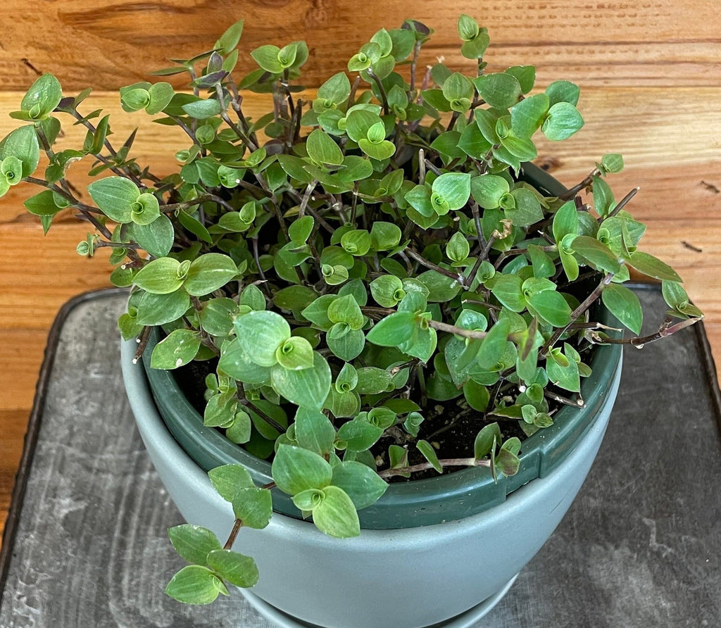 Callisia repens, 6" Plant
