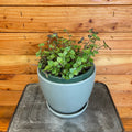 Callisia repens, 6" Plant