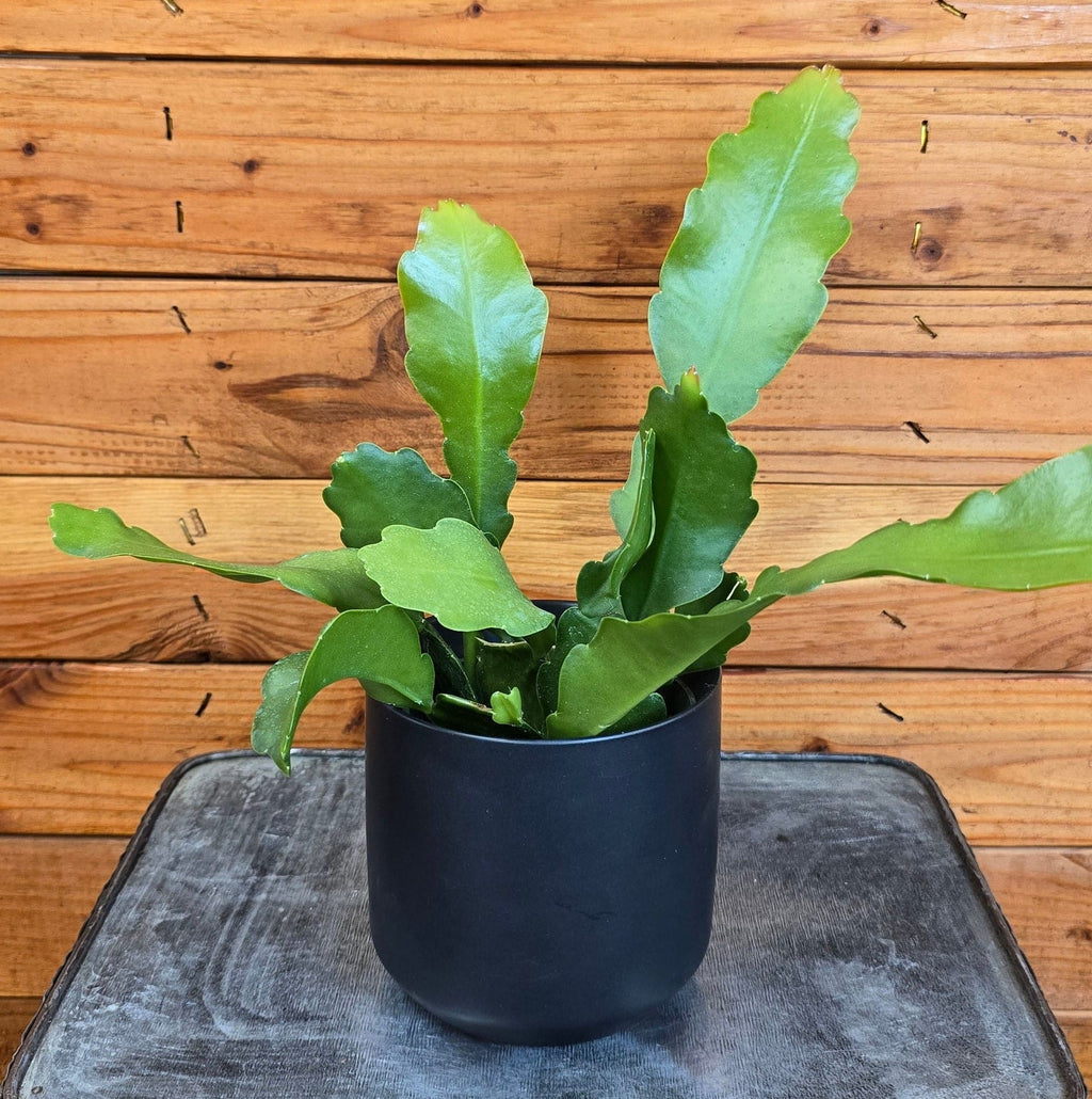Epiphyllum Anguliger Beavertail Orchid Cactus, 4" Plant