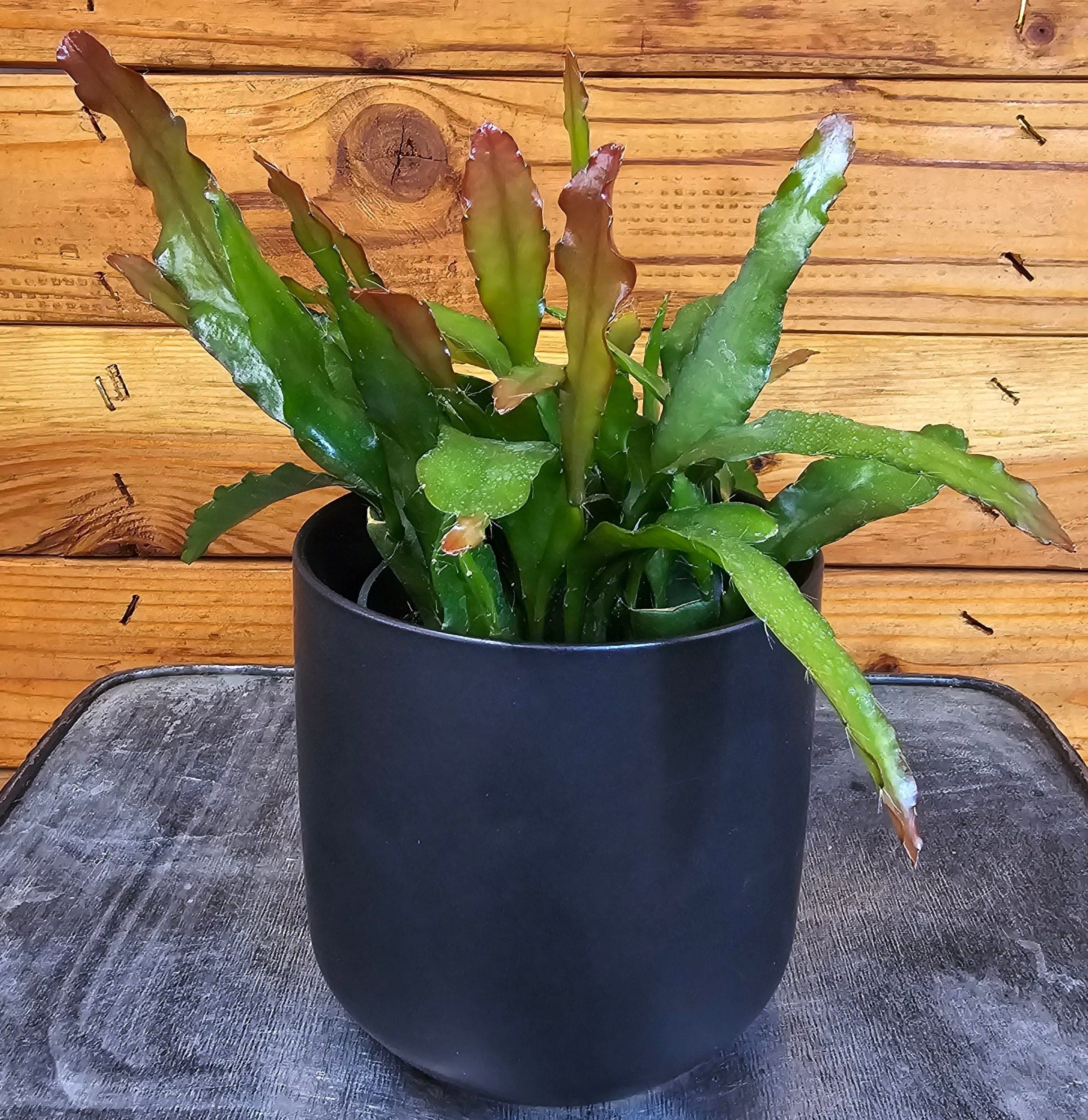 Epiphyllum Anguliger Fire Orchid Cactus, 4" Plant
