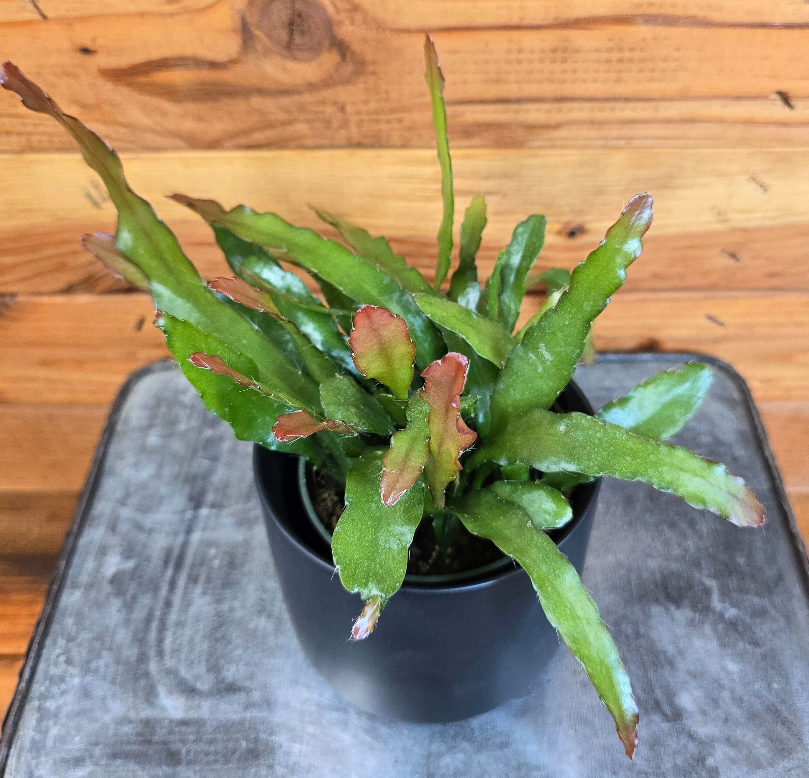 Epiphyllum Anguliger Fire Orchid Cactus, 4" Plant