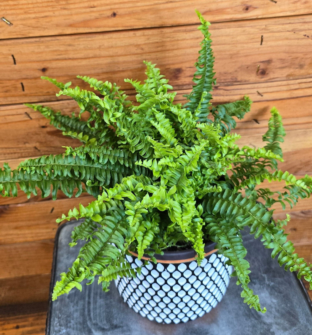 Fern Compact Boston, 6" Plant
