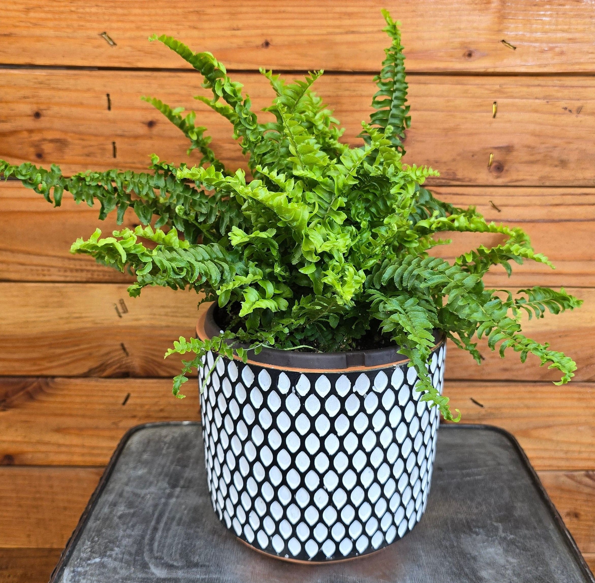 Fern Compact Boston, 6" Plant