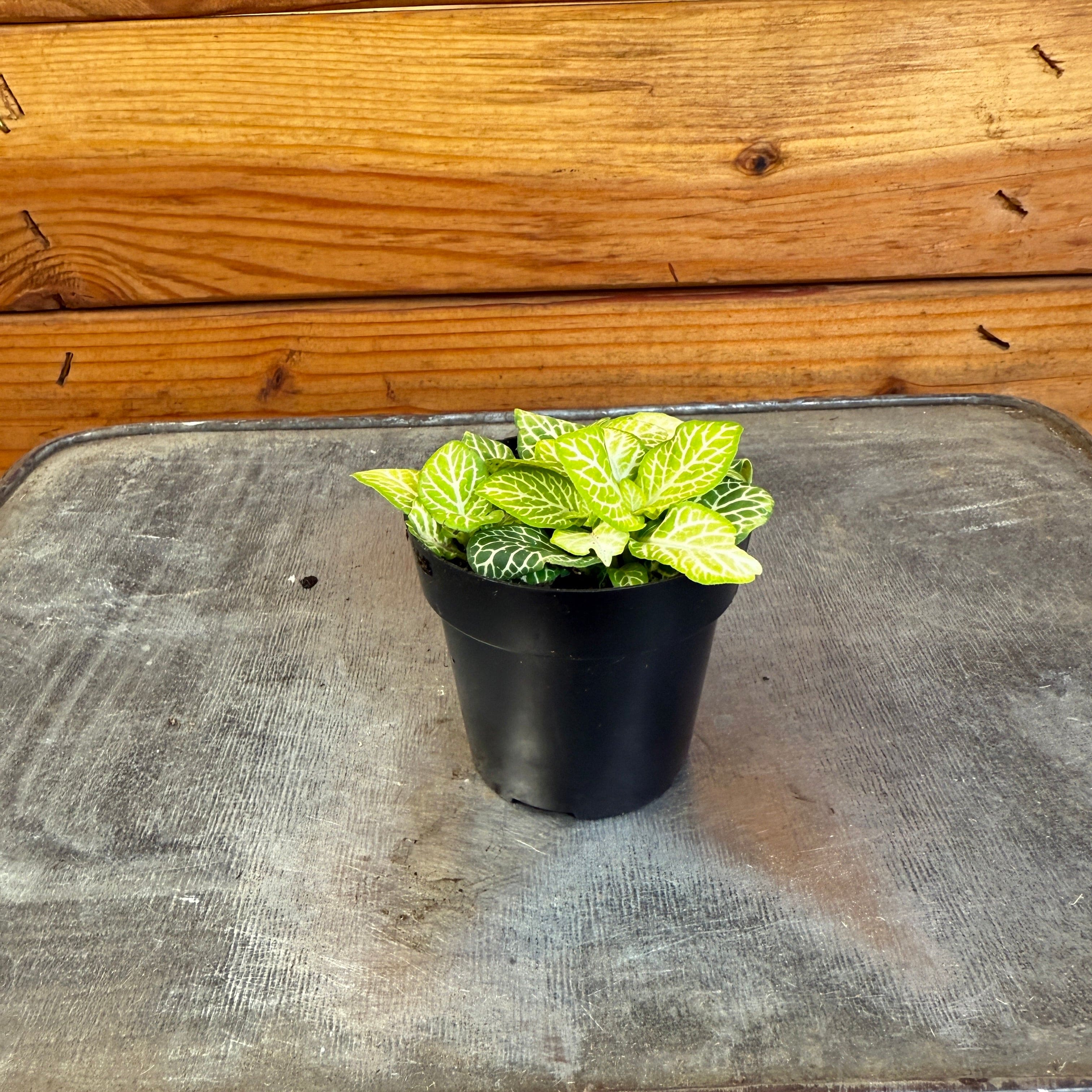 Fittonia Joly Lemon, 2" Plant