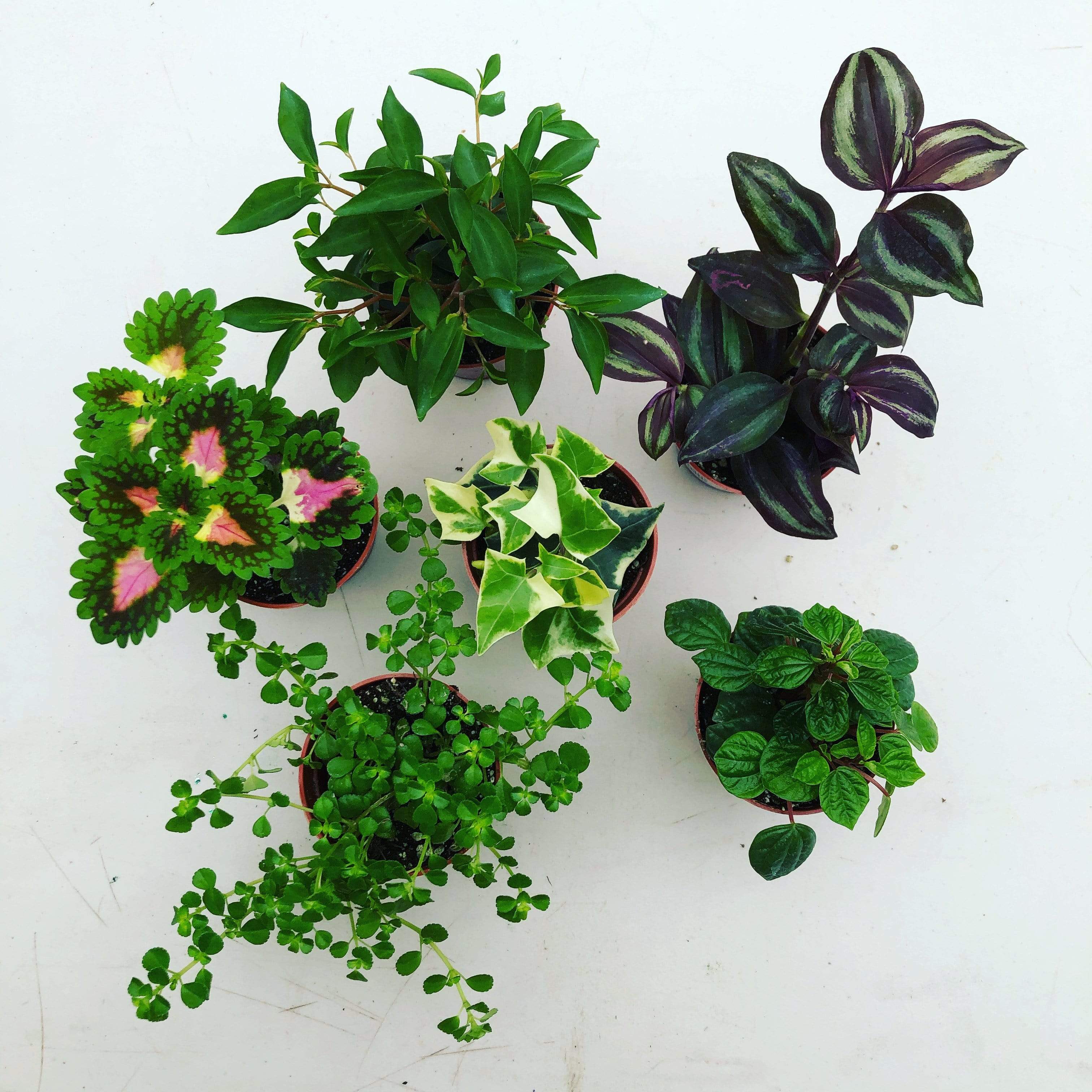 Foliage Gift Box, 6 Pack