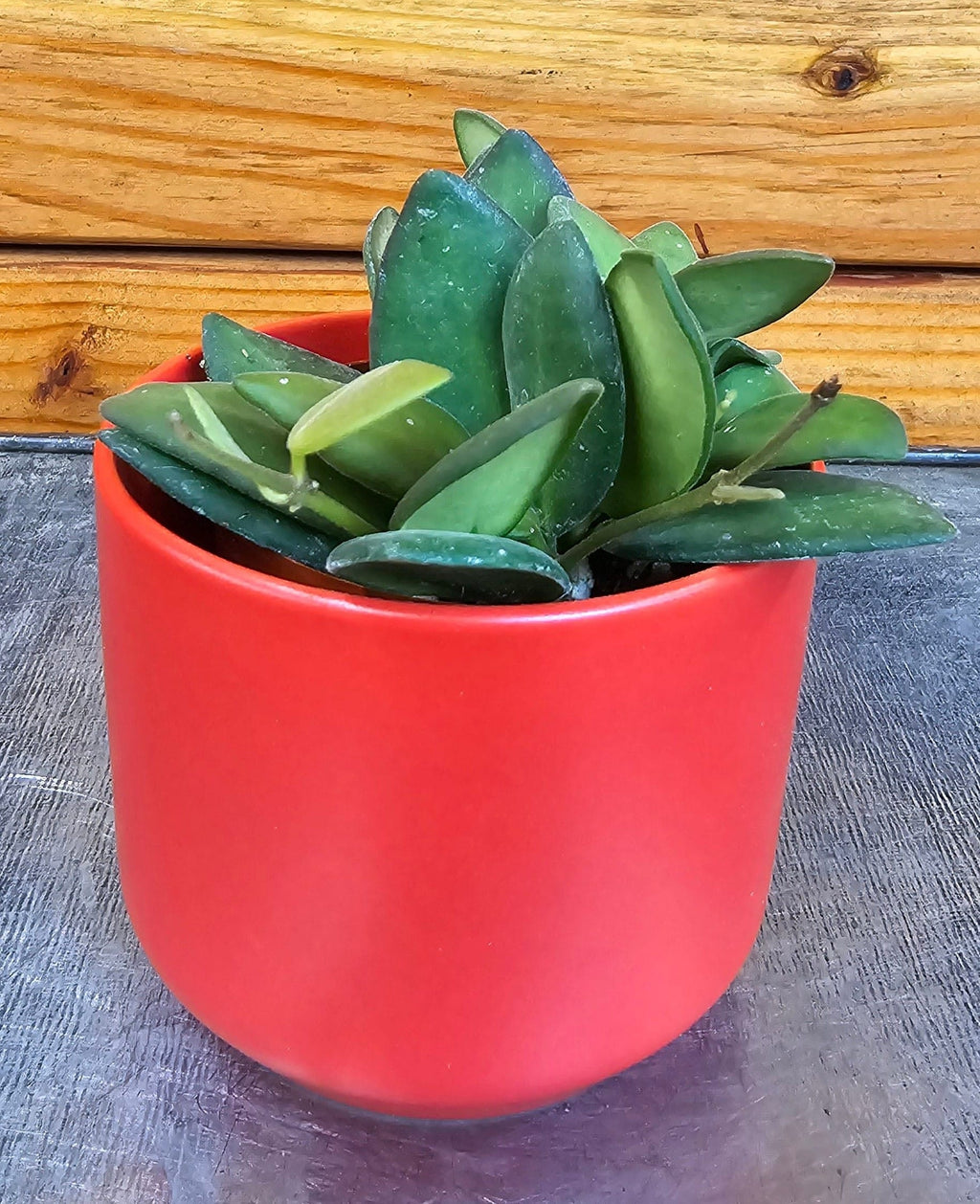 Hoya Bilobata, 2" Plant
