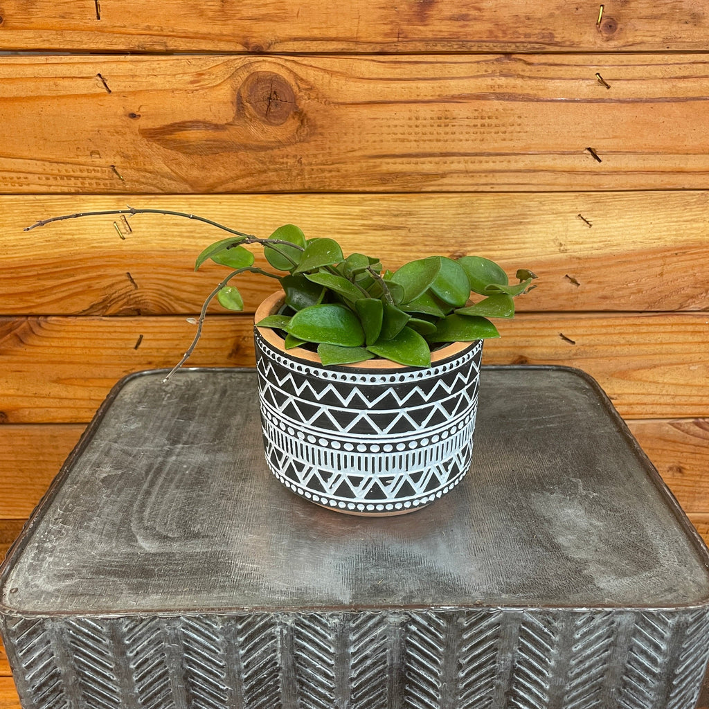 Hoya CV Chouke, 4" Plant