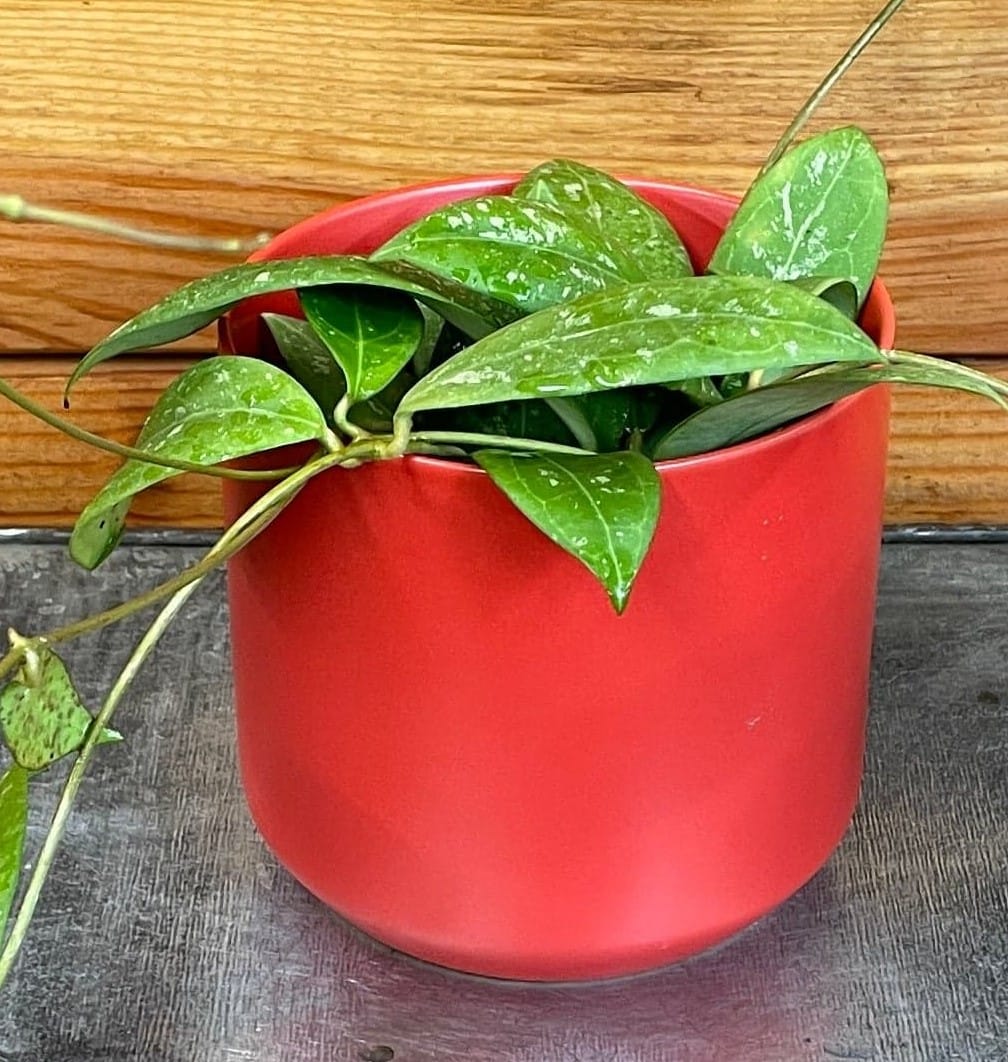 Hoya Erythrostemma Splash, 4" Plant