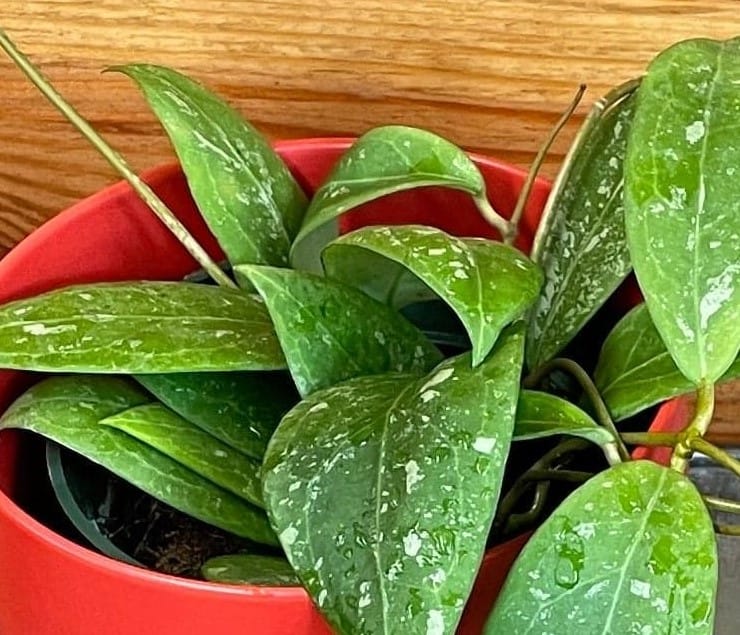 Hoya Erythrostemma Splash, 4" Plant