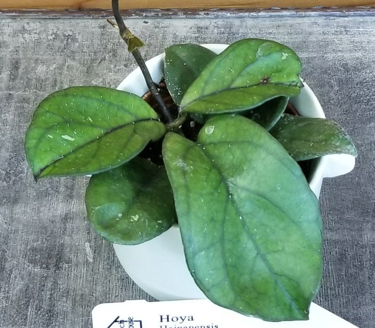 Hoya Hainanensis, 2" Plant
