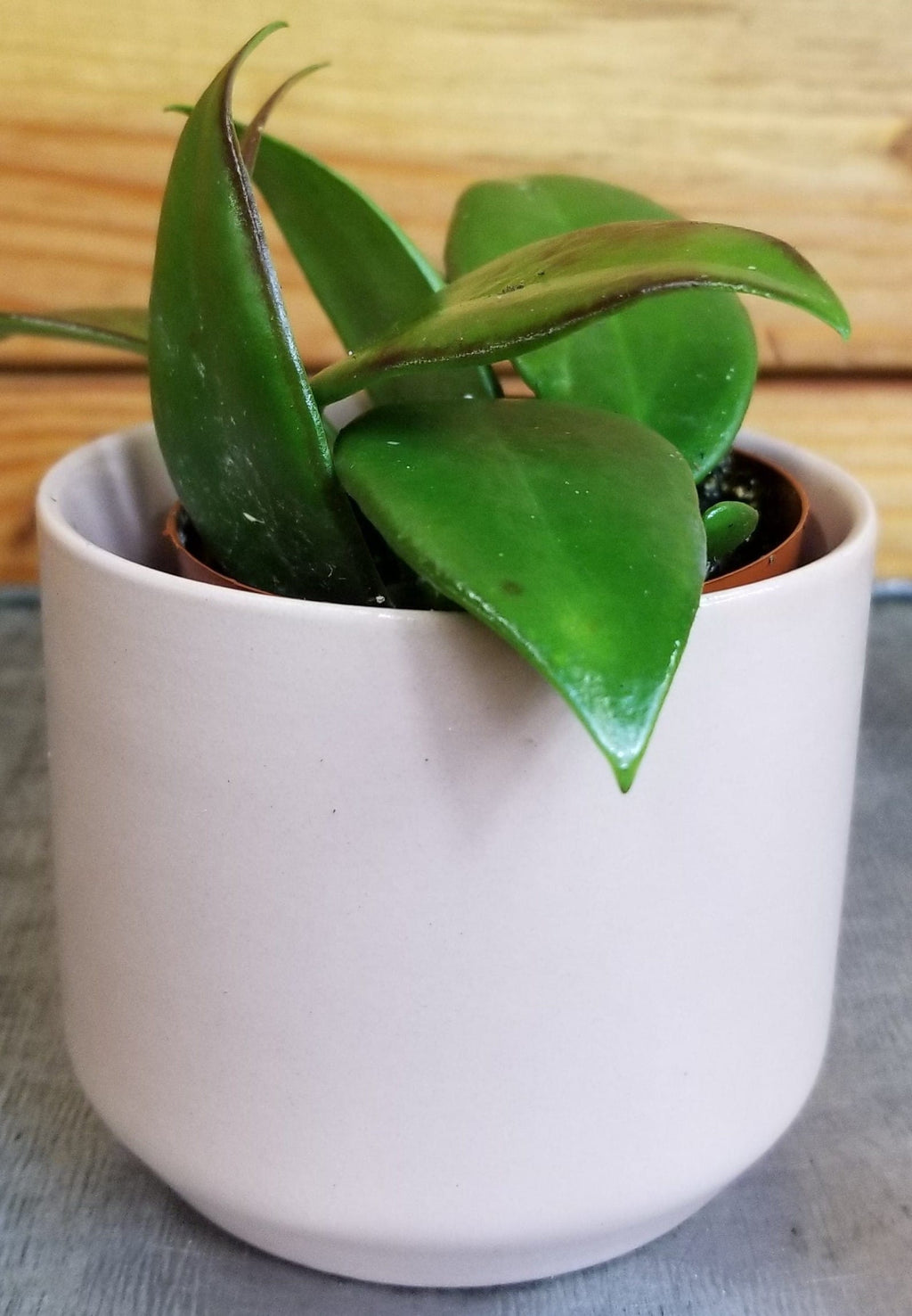 Hoya Minahassae, 2" Plant