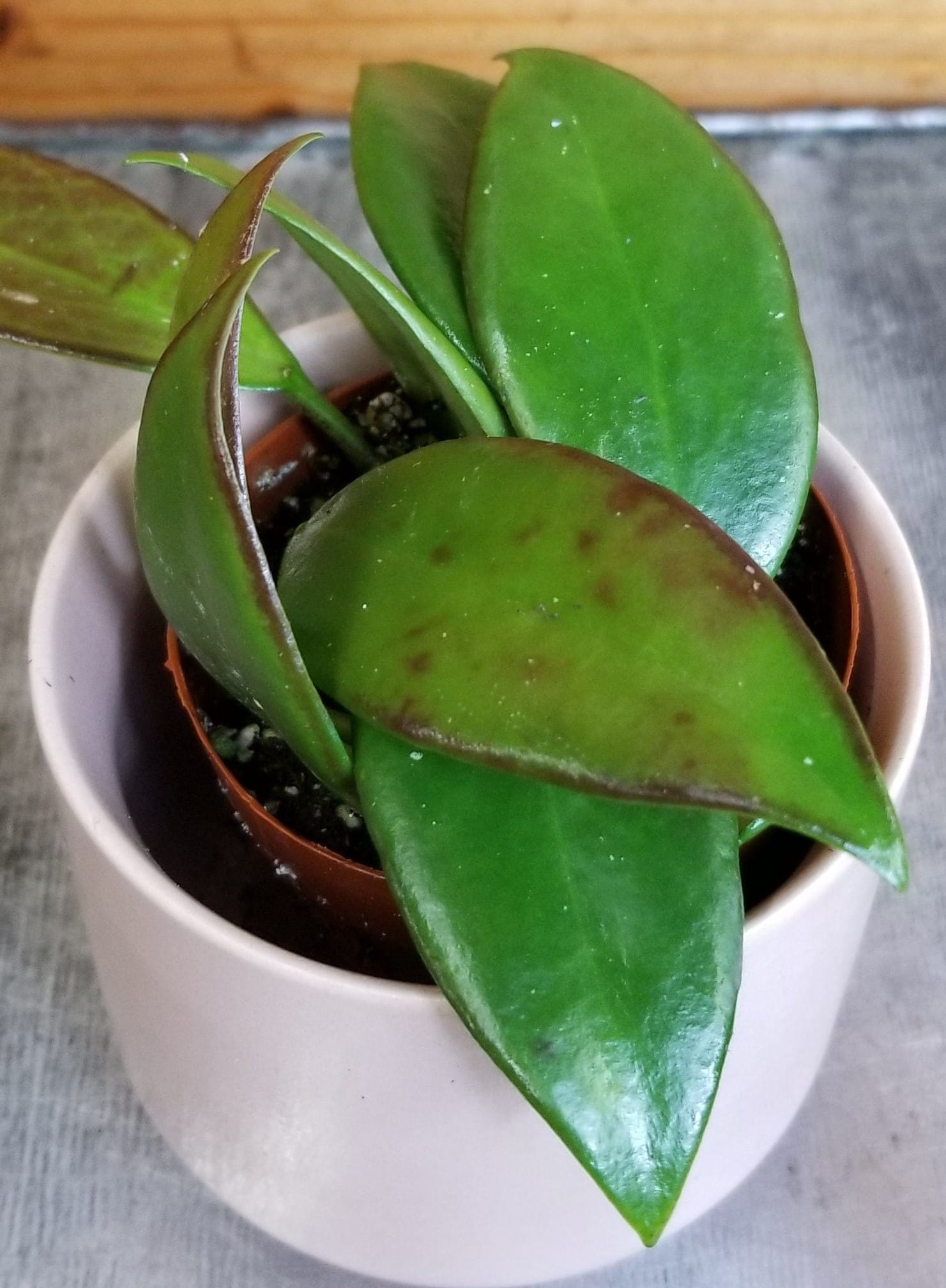 Hoya Minahassae, 2" Plant