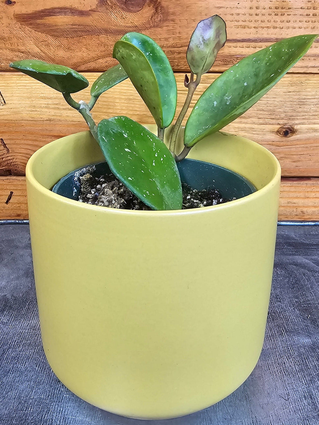 Hoya Obovata, 4" Plant
