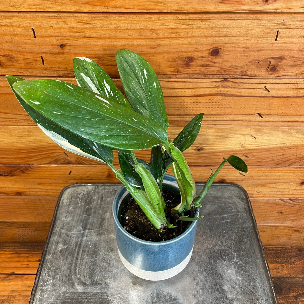 Monstera Standleyana Variegata, 4" Plant
