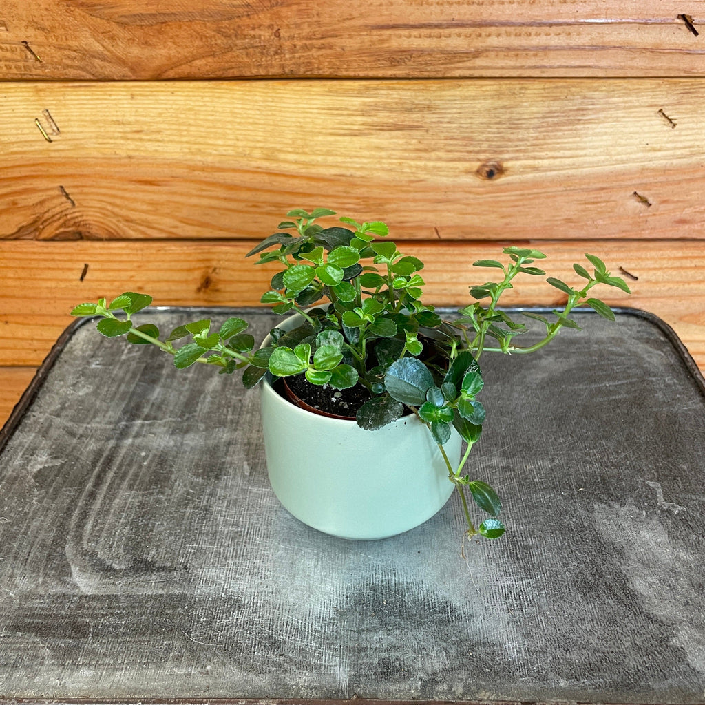 Pilea Espresso, 2" Plant