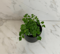 Radermachera Sinica China Doll, 4" Plant
