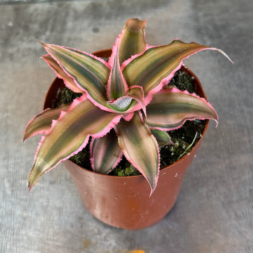 Cryptanthus Pink, 2" Plant