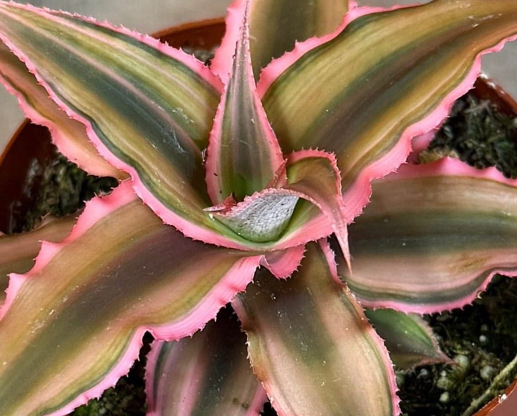 Cryptanthus Pink, 2" Plant